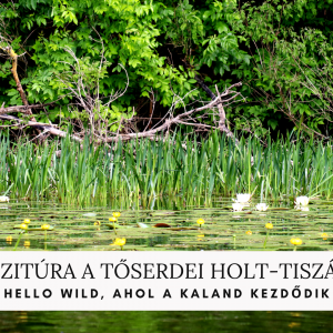 Vízitúra a tőserdei Holt-Tiszán